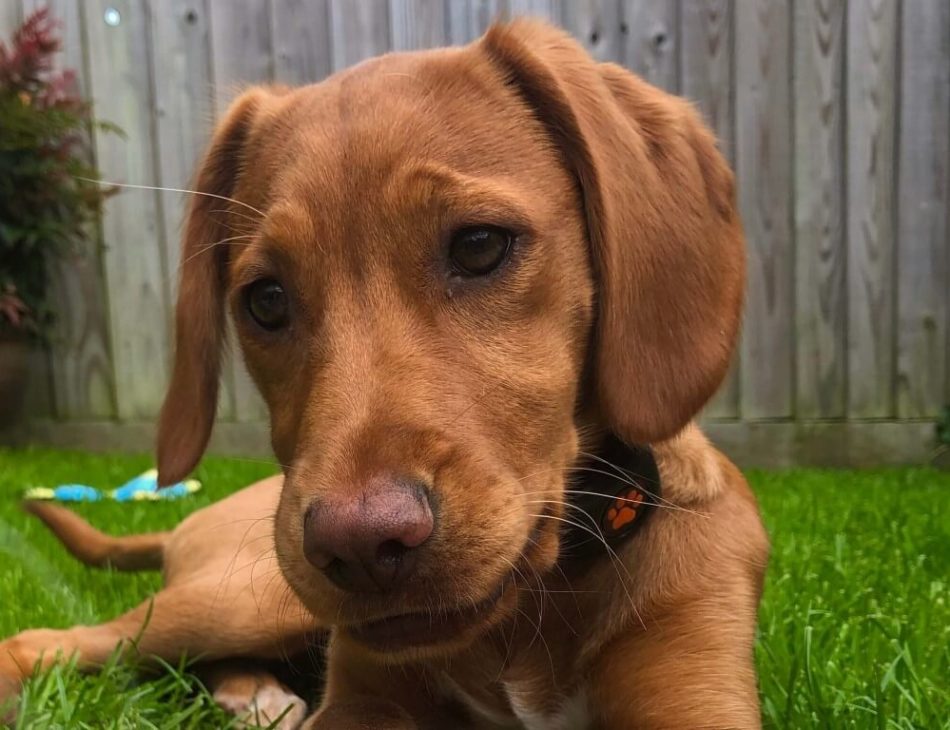 Brown puppy in a garden