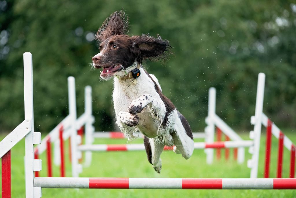 Springer Spaniel doing agility