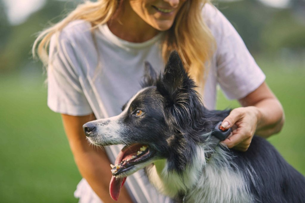 Woman clicking a PitPat on Border Collie's collar