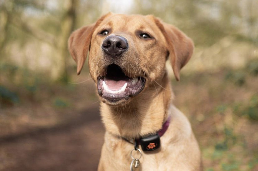 Taking your puppy on their first walk PitPat