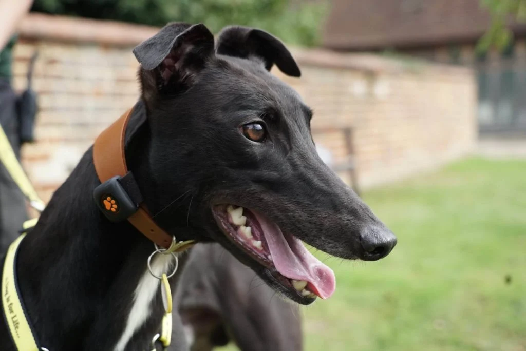 Dark coloured Greyhound in garden wearing a PitPat Dog Activity Monitor