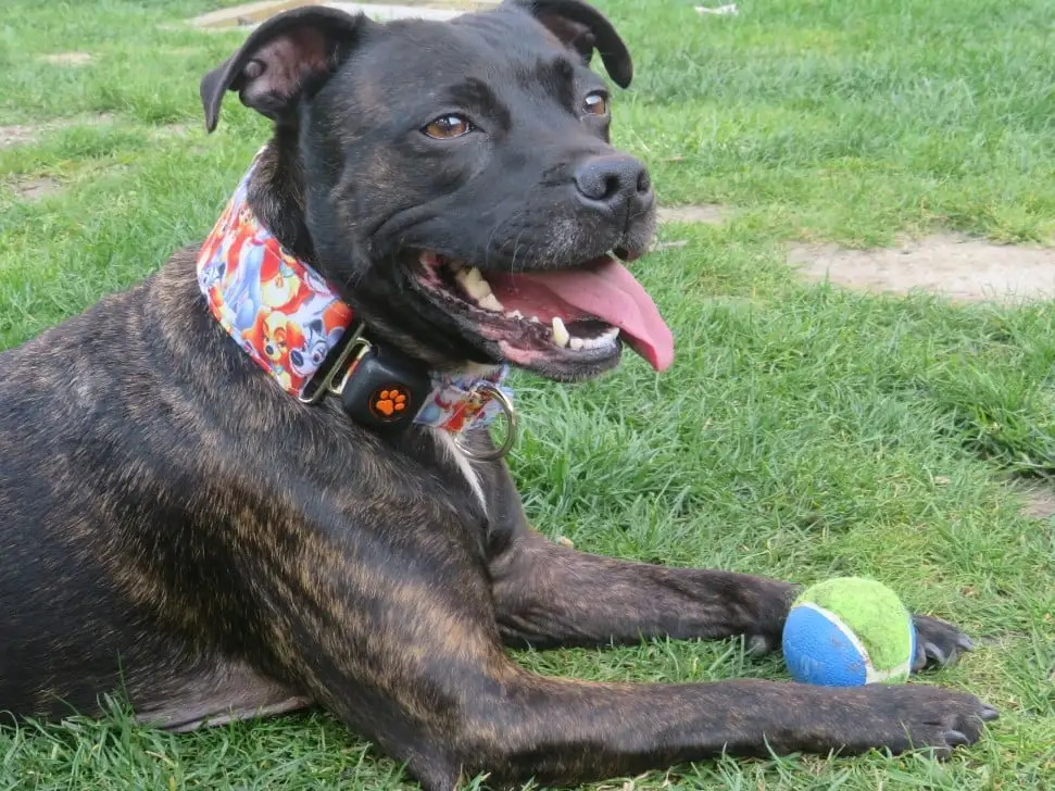 Staffordshire Bull Terrier lying on grass with tennis ball