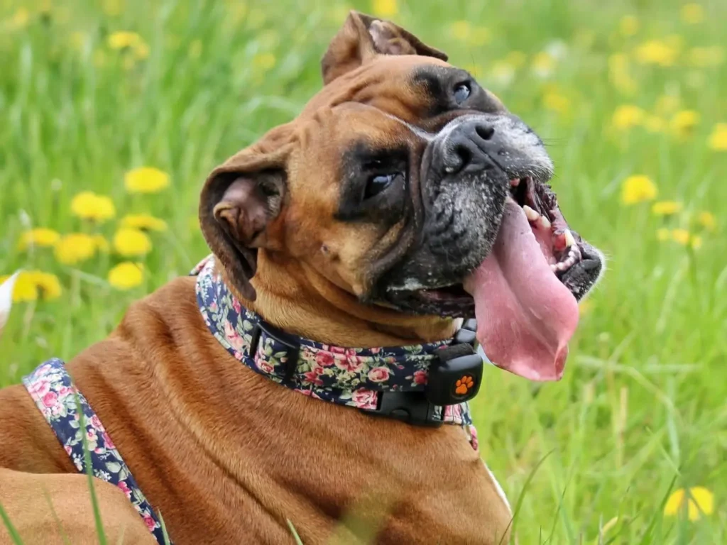 Boxer lying in grass wearing Activity Monitor