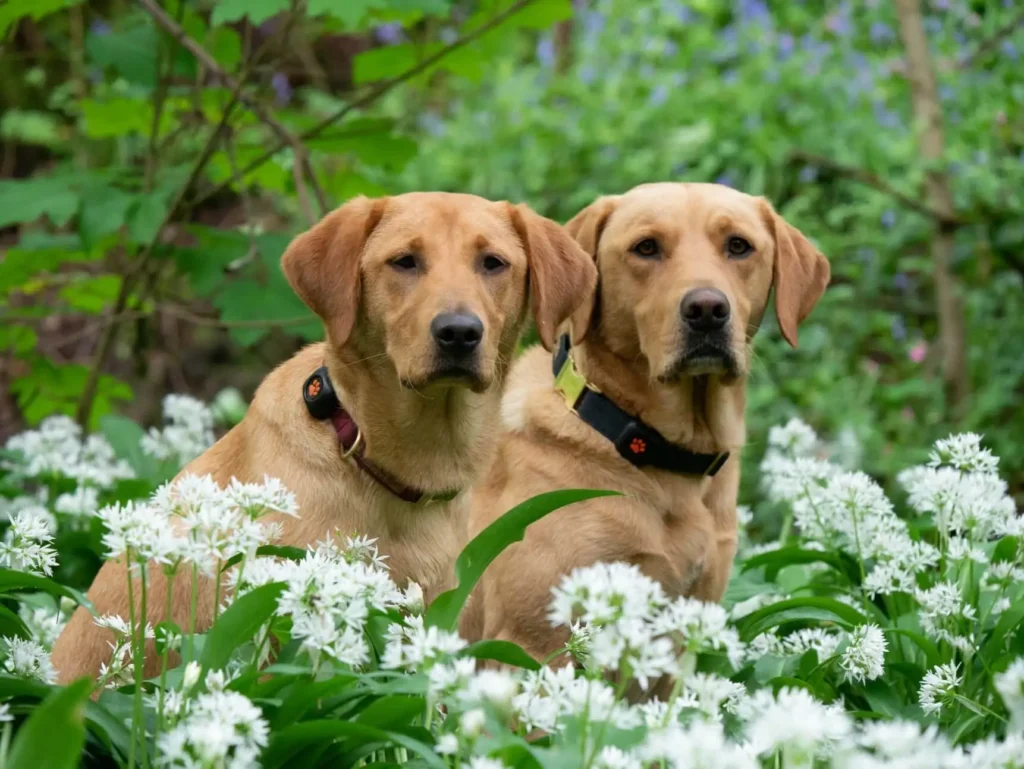 Two golden labrador retrievers sitting amongst white flowers wearing PitPat Dog Activity Monitors
