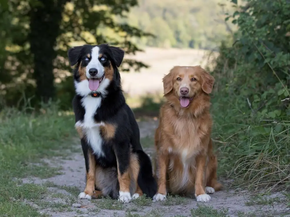 Border Collie and a Duck Toller retriever sat on a path