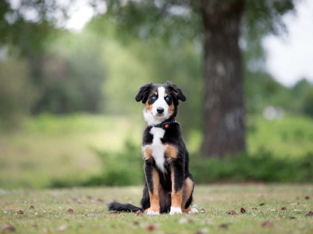 Australian Shepherd dog sat in a field