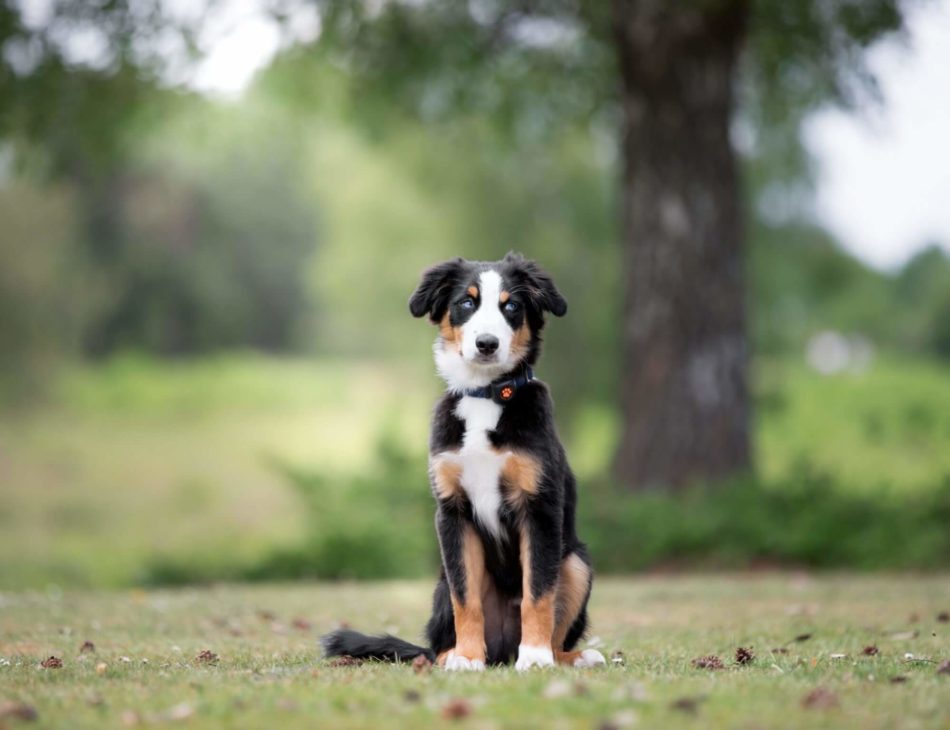 Border Collie puppy sat in woods