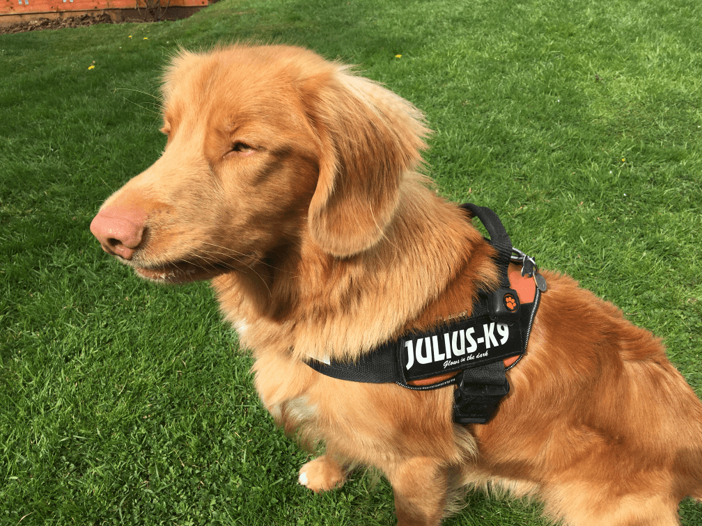 Duck Toller Retriever wearing a harness