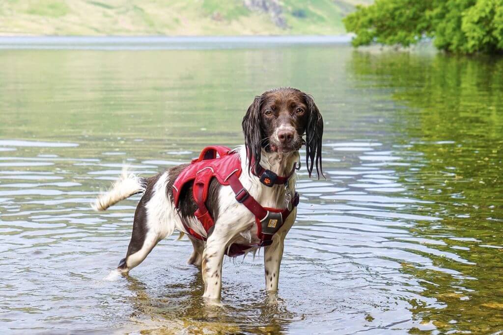 Springer Spaniel in water wearing a harness