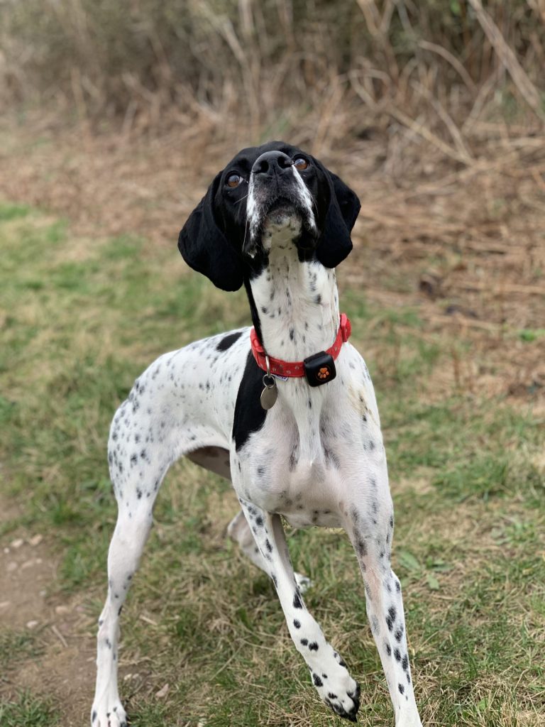 English Pointer