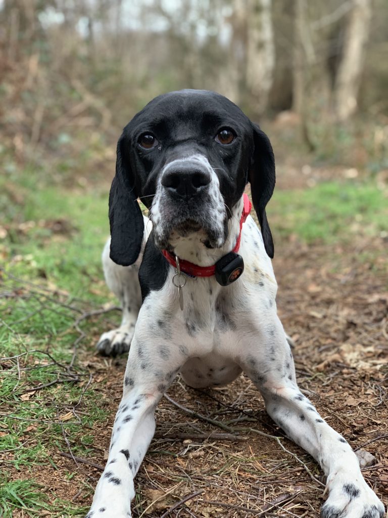 English Pointer
