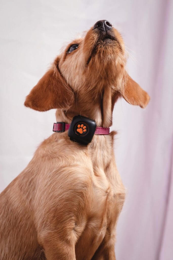 Brown puppy looking up wearing a PitPat