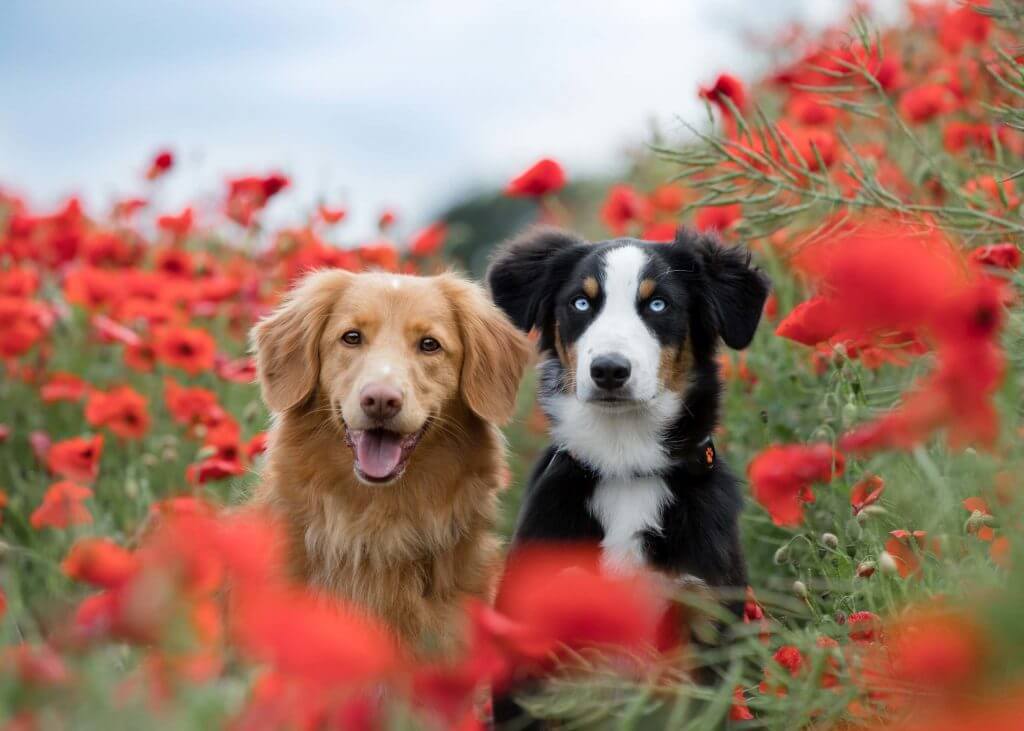 Duck Toller Retriever and Border Collie in poppy field