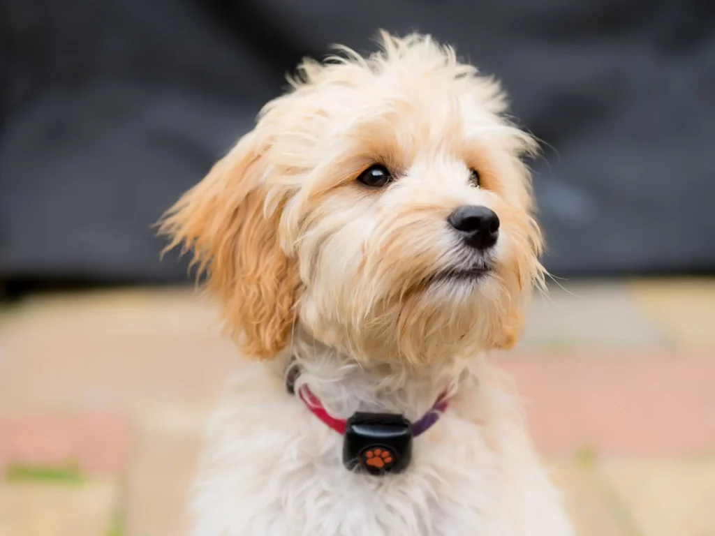 Blonde Cockapoo wearing a PitPat