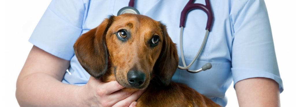 Dachshund at the vet