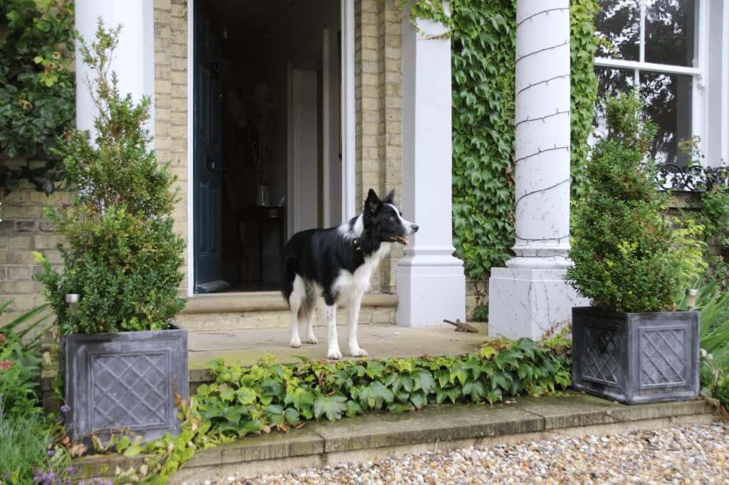 Border Collie stood outside entrance to a house