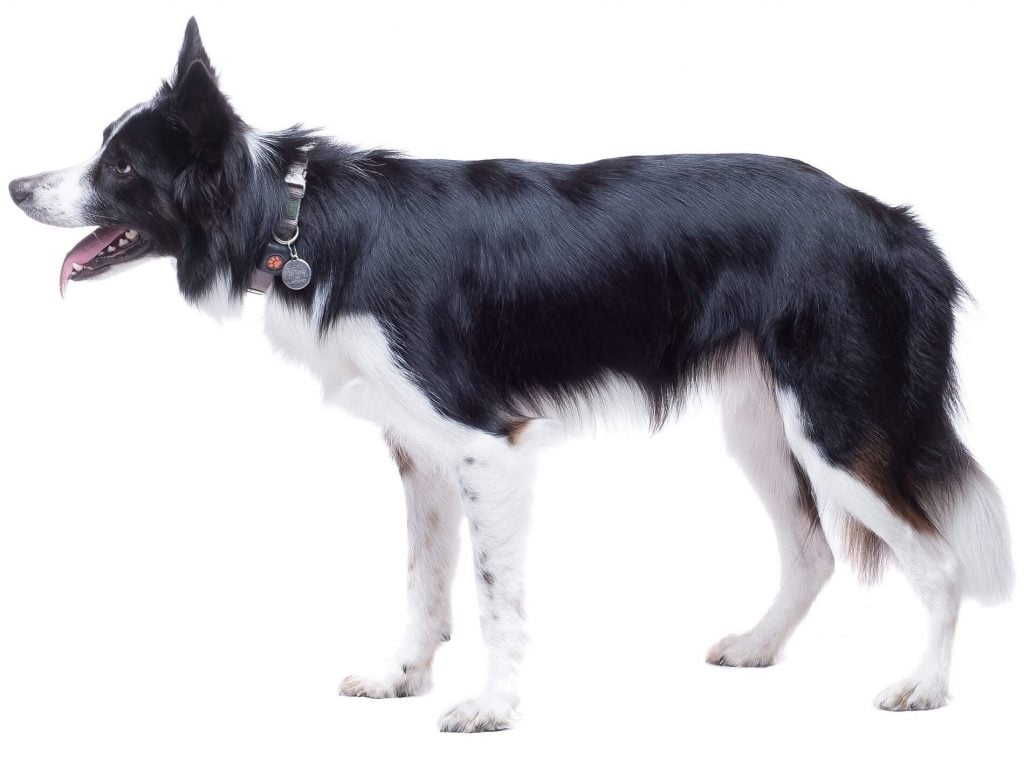 Border Collie Complete Breed Guide