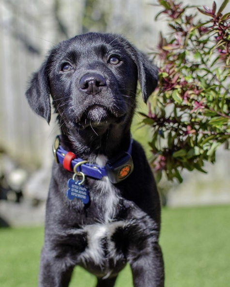 black Labrador puppy wearing a PitPat