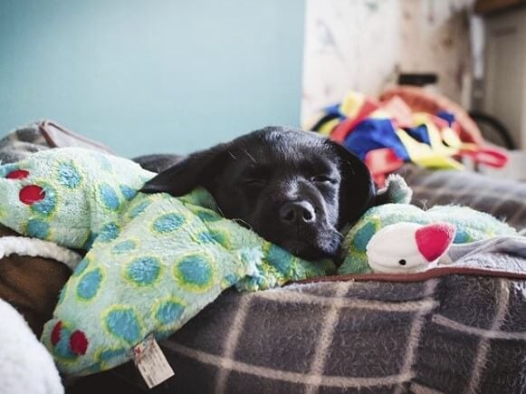 Black Labrador puppy asleep on bed