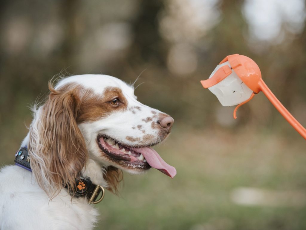 spaniel with ball in ball thrower wearing a PitPat Dog Activity Monitor