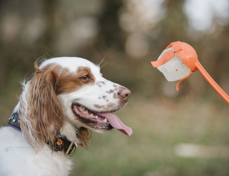 spaniel with ball in ball thrower wearing a PitPat Dog Activity Monitor
