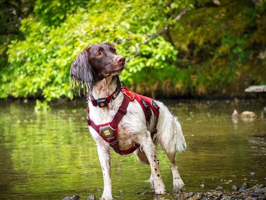 Springer Spaniel in water wearing a harness and a PitPat Dog Activity Monitor