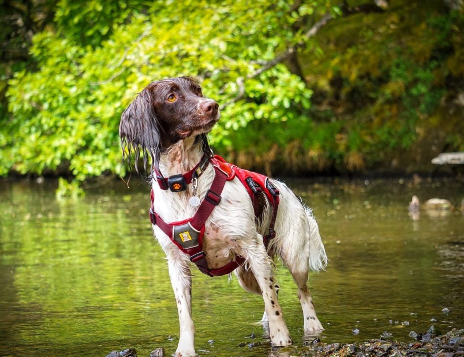 et Spaniel wearing a harness and a PitPat