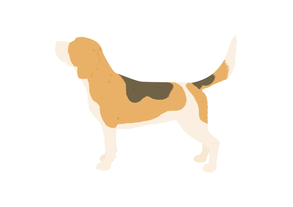 Beagle silhouette
