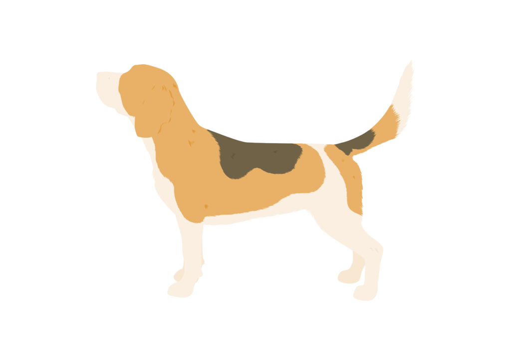 Beagle silhouette