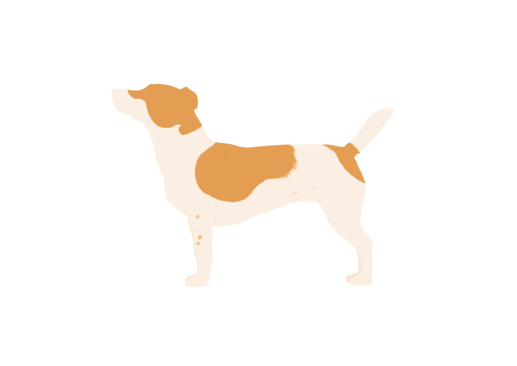 Jack Russell Terrier Breed Guide - PitPat