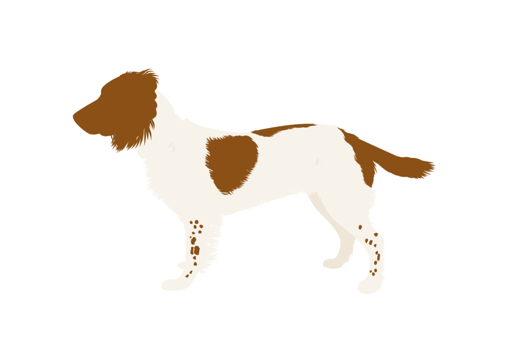 Springer Spaniel silhouette