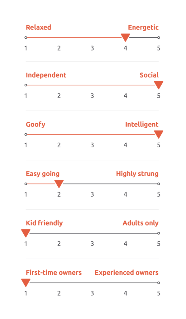 Cockapoo temperament scale