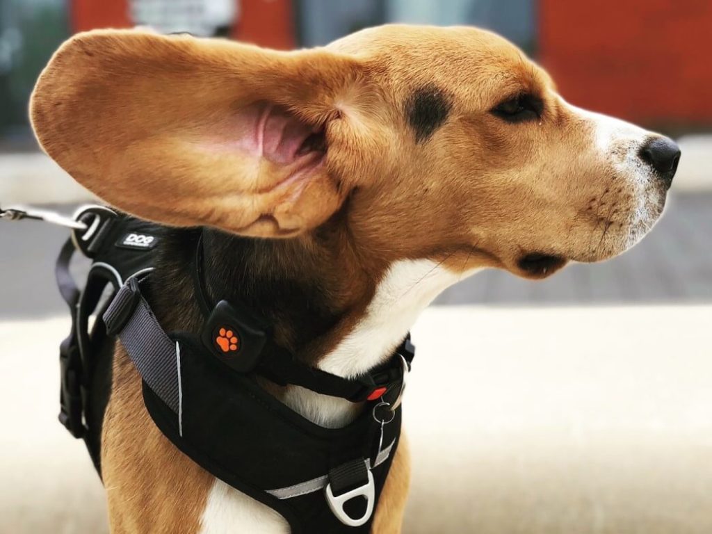 Beagle wearing a harness and a PitPat Dog Activity Monitor