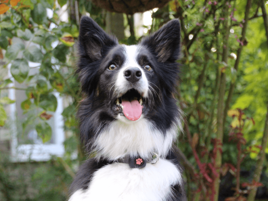 Border Collie