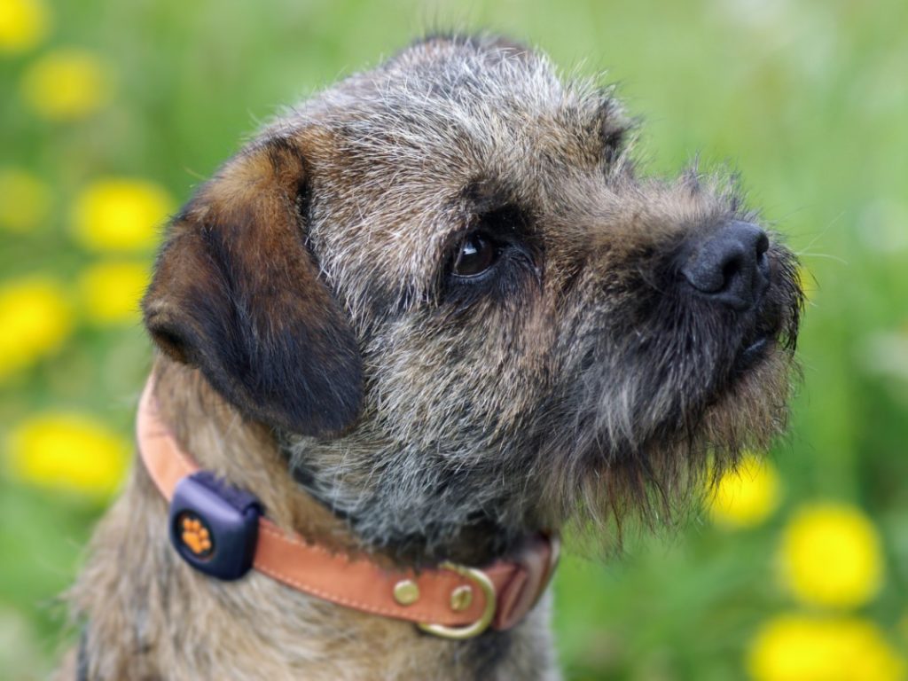 Border Terrier