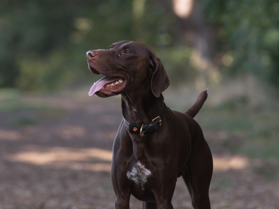 Brown dog in the forest wearing a PitPat