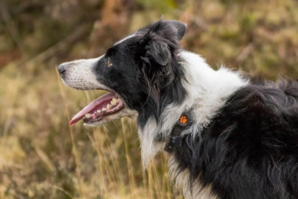 Border Collie wearing a PitPat