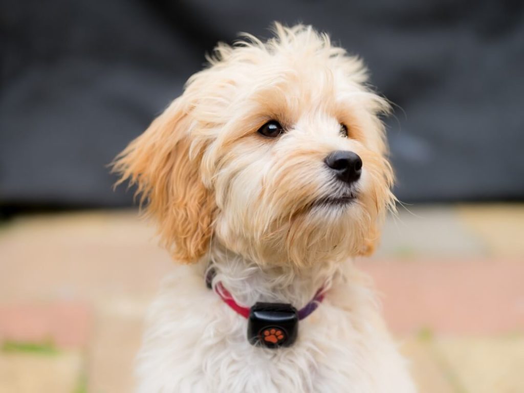 Blonde Cockapoo