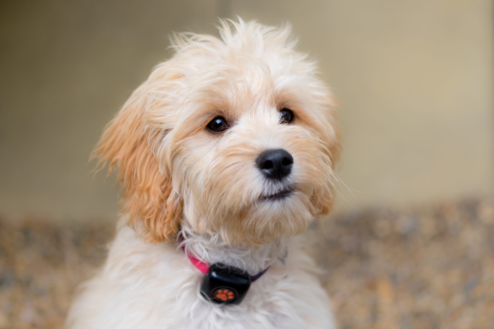 Hypoallergenic Dogs Best Breeds For People With Allergies PitPat hypoallergenic-dogs-best-breeds-for-people-with-allergies-pitpat