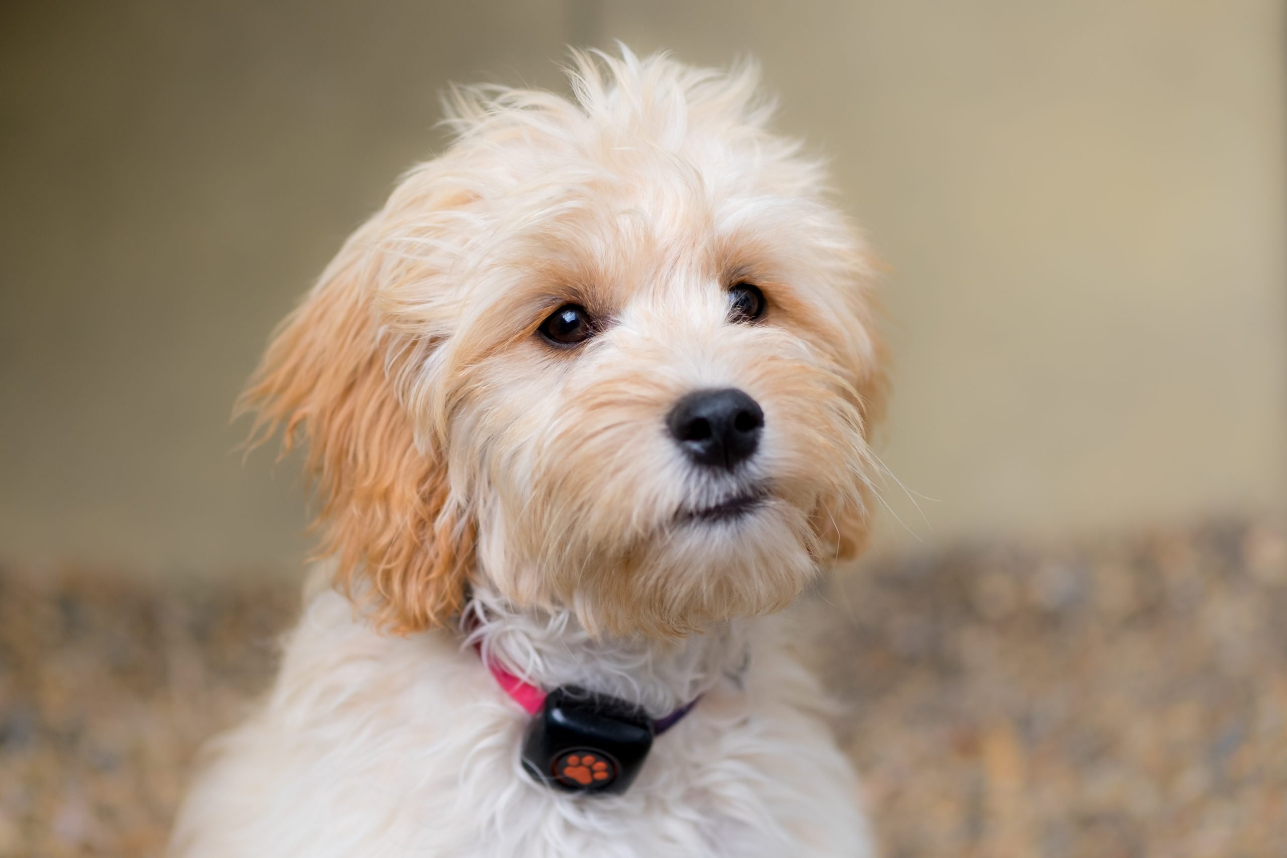 Hypoallergenic dogs: Best breeds for people with allergies - PitPat