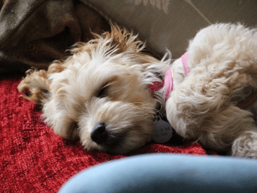 Cockapoo sleeping on sofa