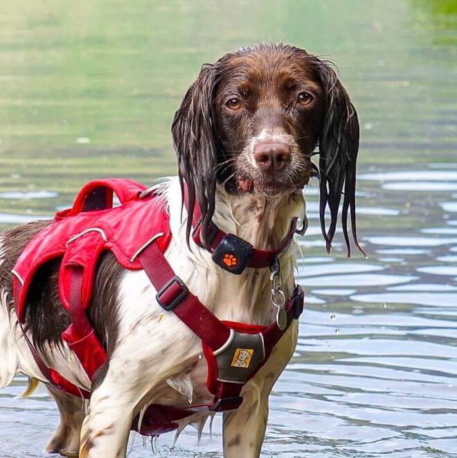 Wet Springer Spaniel