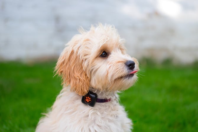 Cockapoo sticking out it's tongue