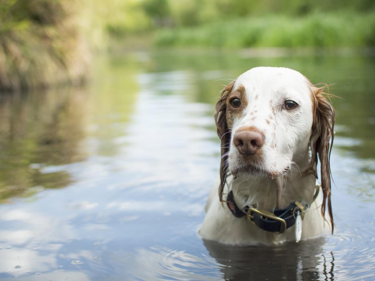 Springer Spaniel having a swim