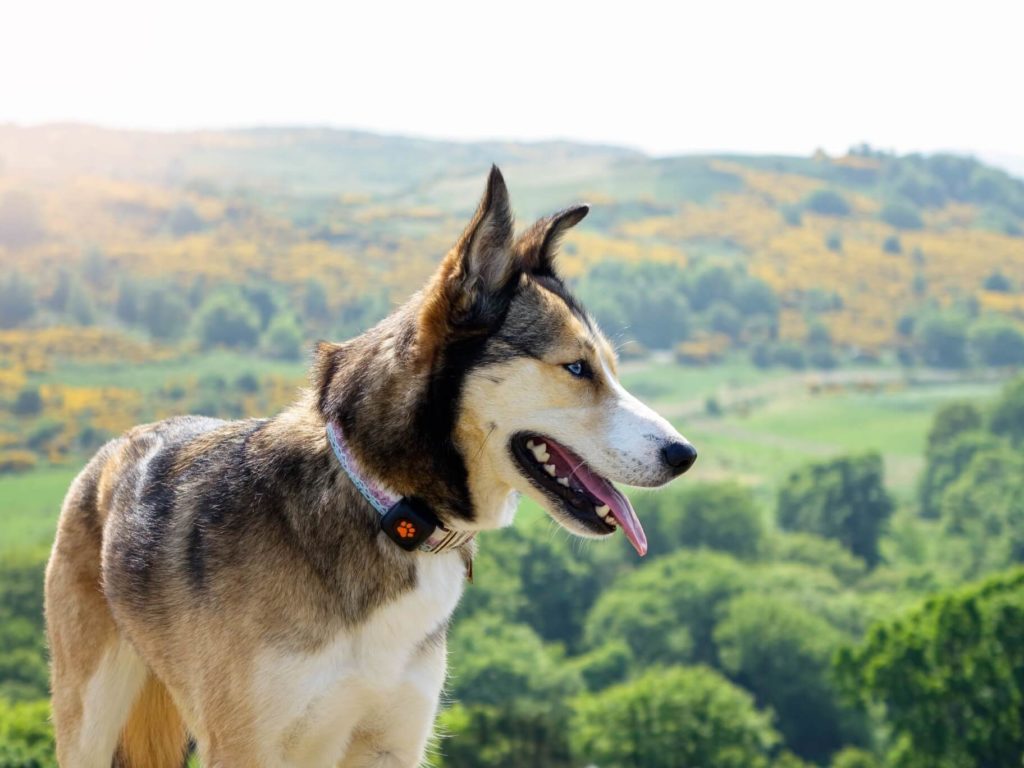 Dog on a hike