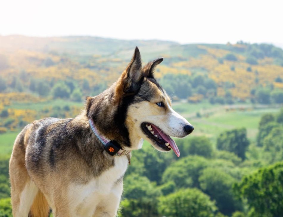 Dog on a hike