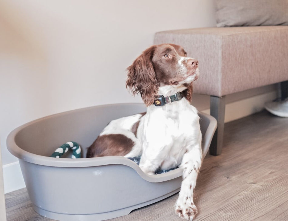 Springer Spaniel in a dog bed wearing a PitPat Dog Activity Monitor