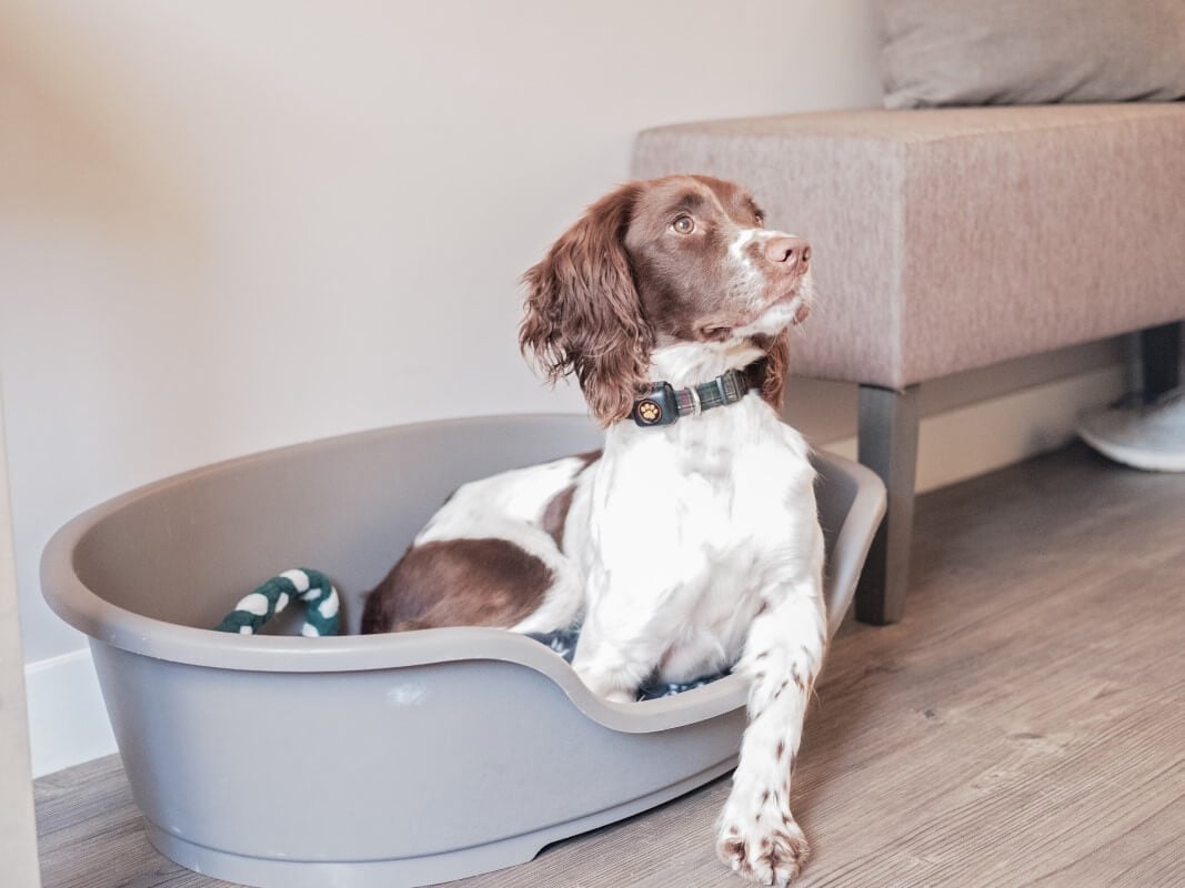 Springer Spaniel in a dog bed wearing a PitPat Dog Activity Monitor