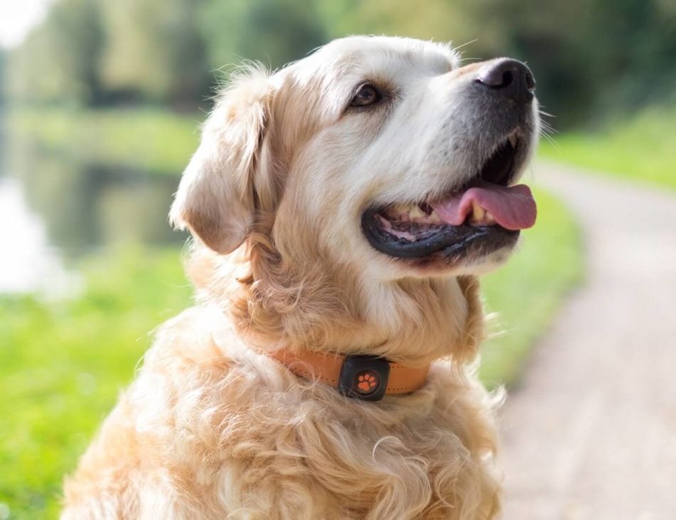 Golden Retriever out on a walk, sat on a path wearing a PitPat Dog Activity Monitor