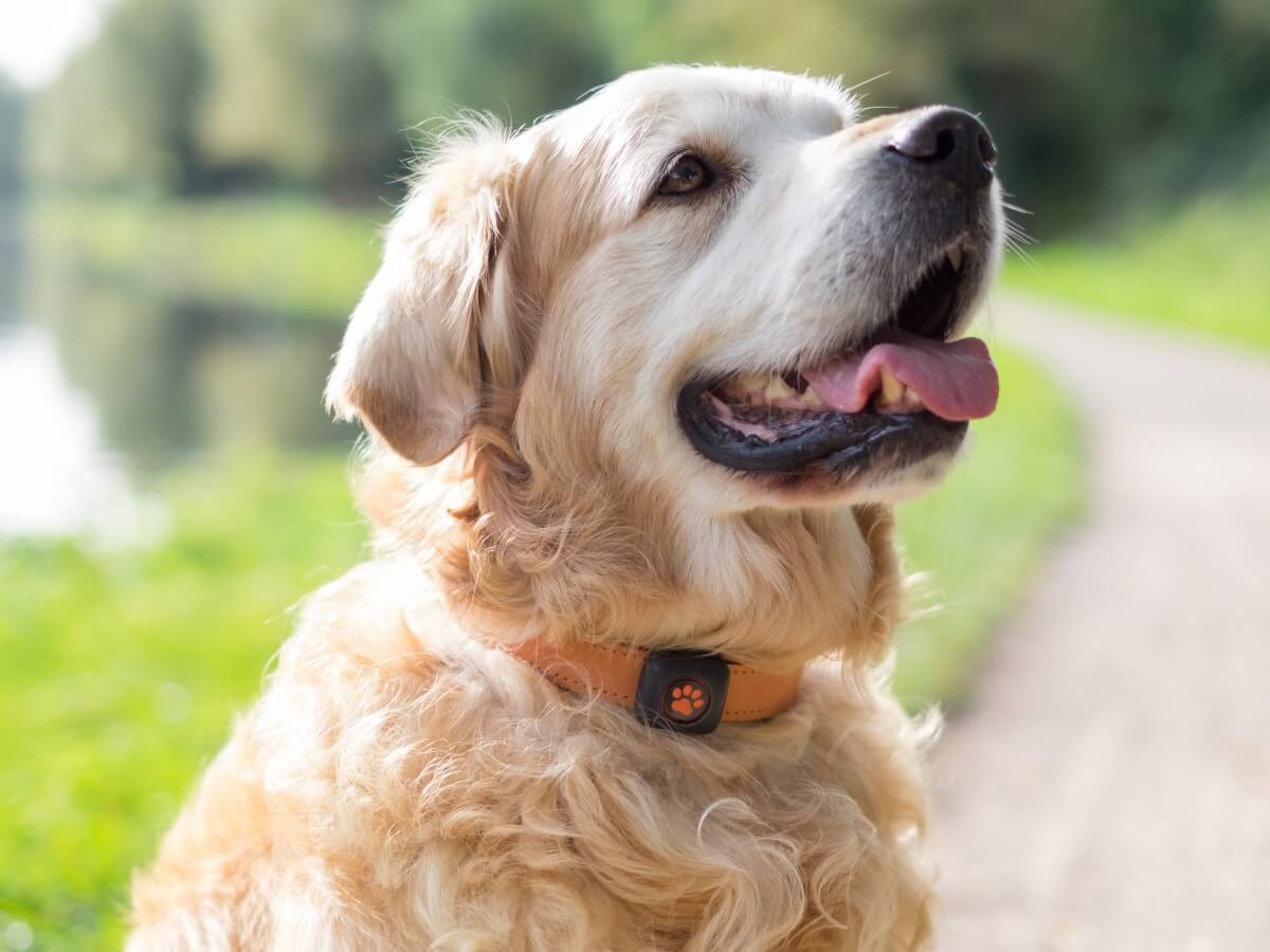 Golden Retriever out on a walk, sat on a path wearing a PitPat Dog Activity Monitor